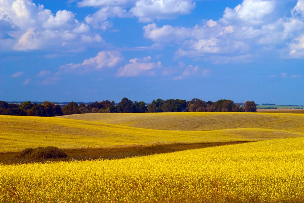 A landscape of yellow field and blue sky in Adrian Oregon