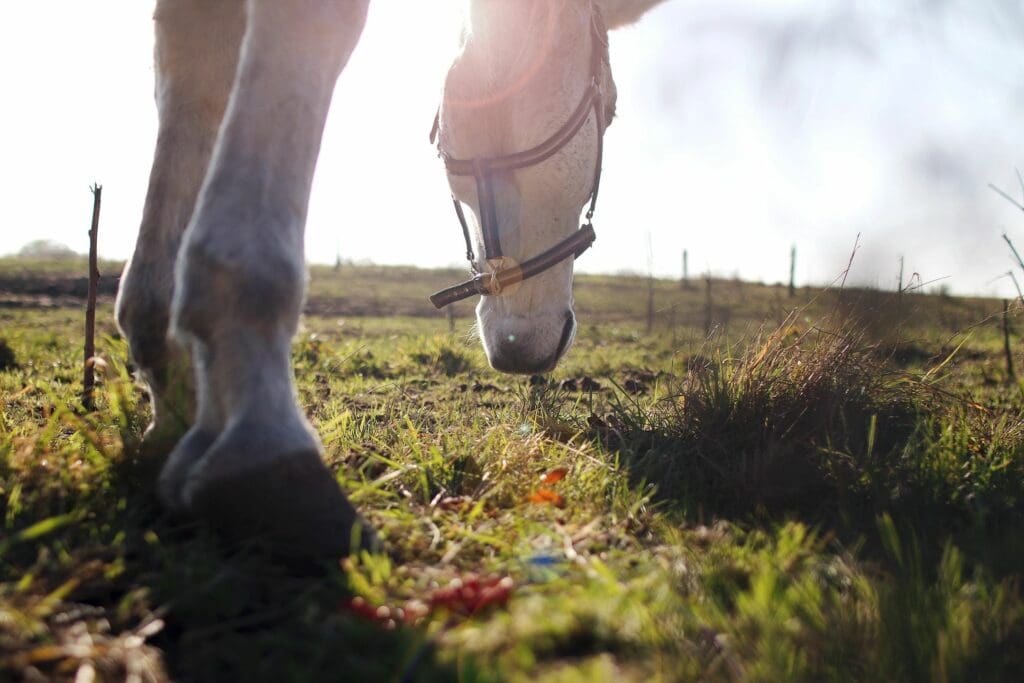 Horse in a field in Emmett